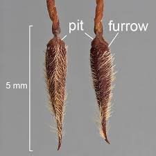 Attēlu rezultāti vaicājumam “Erodium cicutarium fruit”