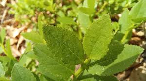 Attēlu rezultāti vaicājumam “Vaccinium myrtillus leaf”