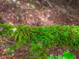 Attēlu rezultāti vaicājumam “Leucodon sciuroides”