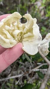 Attēlu rezultāti vaicājumam “Exobasidium splendidum”