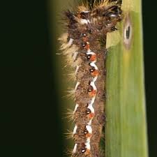 Attēlu rezultāti vaicājumam “Acronicta auricoma larva”