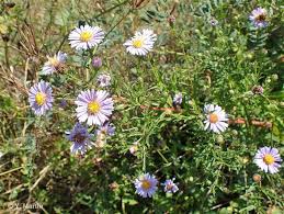 Attēlu rezultāti vaicājumam “Symphyotrichum x salignum”