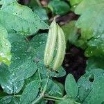 Attēlu rezultāti vaicājumam “Astragalus glycyphyllos fruit”