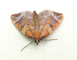 Attēlu rezultāti vaicājumam “Eulithis testata”