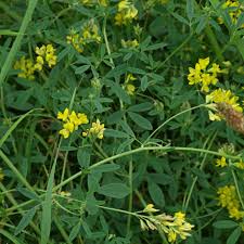 Attēlu rezultāti vaicājumam “Medicago sativa subsp. falcata”