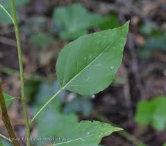 Attēlu rezultāti vaicājumam “Populus x berolinensis”