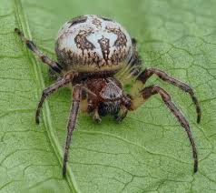 Attēlu rezultāti vaicājumam “Larinioides cornutus male”
