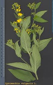 Attēlu rezultāti vaicājumam “Lysimachia vulgaris”