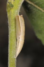 Attēlu rezultāti vaicājumam “Cyclophora pendularia”
