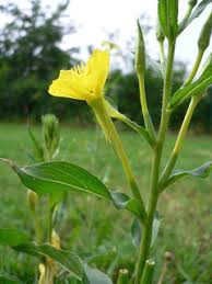 Attēlu rezultāti vaicājumam “Oenothera biennis fruit”