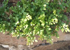 Attēlu rezultāti vaicājumam “Asplenium ruta-muraria”