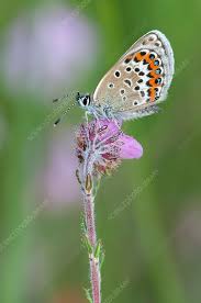 Attēlu rezultāti vaicājumam “Plebejus argus”