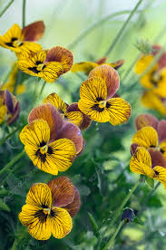 Attēlu rezultāti vaicājumam “Viola x williamsii”