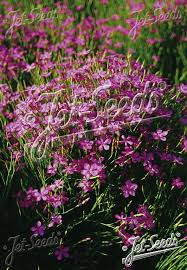 Attēlu rezultāti vaicājumam “Dianthus deltoides flower”