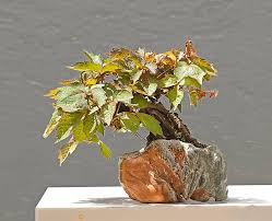 Image result for parthenocissus bonsai