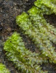 Attēlu rezultāti vaicājumam “Barbilophozia lycopodioides”