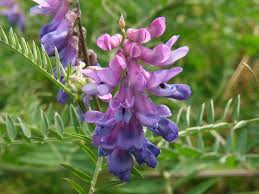 Attēlu rezultāti vaicājumam “Vicia cracca”