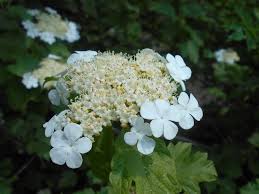 Attēlu rezultāti vaicājumam “Viburnum opulus”