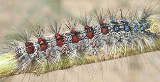 Attēlu rezultāti vaicājumam “Griselda ustomaculana”