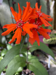 Attēlu rezultāti vaicājumam “Silene x arkwrightii Vesuvius flower”