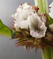 Attēlu rezultāti vaicājumam “Lycopus europaeus flower”