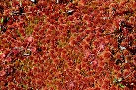 Attēlu rezultāti vaicājumam “Sphagnum rubellum”