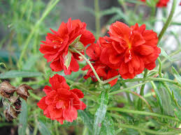 Attēlu rezultāti vaicājumam “Helianthemum x hybridum”