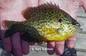 Image result for Lepomis gibbosus