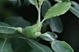 Attēlu rezultāti vaicājumam “Rabdophaga salicis”