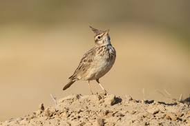 Image result for Galerida cristata