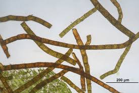 Attēlu rezultāti vaicājumam “Bryum moravicum”