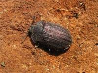 Attēlu rezultāti vaicājumam “Peltis grossa”