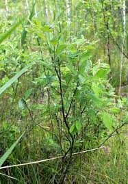 Attēlu rezultāti vaicājumam “Salix aurita leaf”