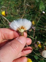 Attēlu rezultāti vaicājumam “Taraxacum officinale aggr.”