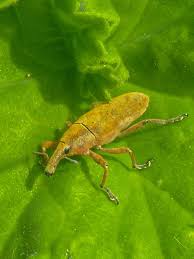 Attēlu rezultāti vaicājumam “Lixus iridis”