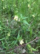 Attēlu rezultāti vaicājumam “Melampyrum pratense leaf”