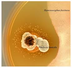 Attēlu rezultāti vaicājumam “Hymenoscyphus sp.”