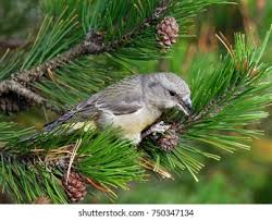 Attēlu rezultāti vaicājumam “Loxia pytyopsittacus”