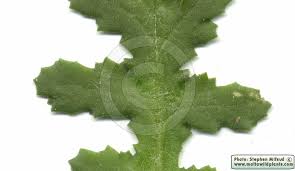 Attēlu rezultāti vaicājumam “Senecio vulgaris leaf”