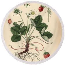 Attēlu rezultāti vaicājumam “Fragaria viridis”