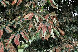 Attēlu rezultāti vaicājumam “Cameraria ohridella”