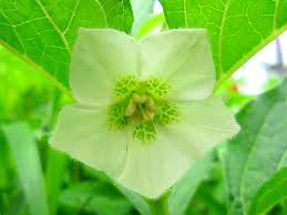 Attēlu rezultāti vaicājumam “Physalis alkekengi leaf”