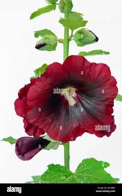 Image result for Alcea (althaea) rosea