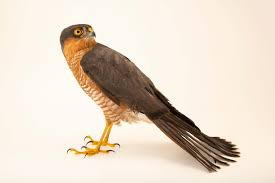 Attēlu rezultāti vaicājumam “Accipiter nisus male”