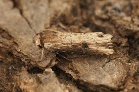 Attēlu rezultāti vaicājumam “Axylia putris”