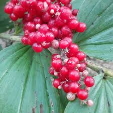Attēlu rezultāti vaicājumam “Maianthemum bifolium fruit”