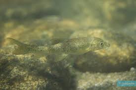 Image result for Barbus barbus