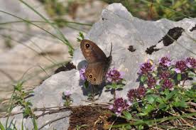 Attēlu rezultāti vaicājumam “Lasiommata petropolitana”