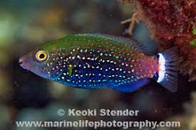 Image result for Scarus niger