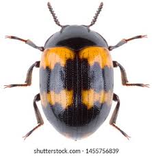 Attēlu rezultāti vaicājumam “Diaperis boleti”